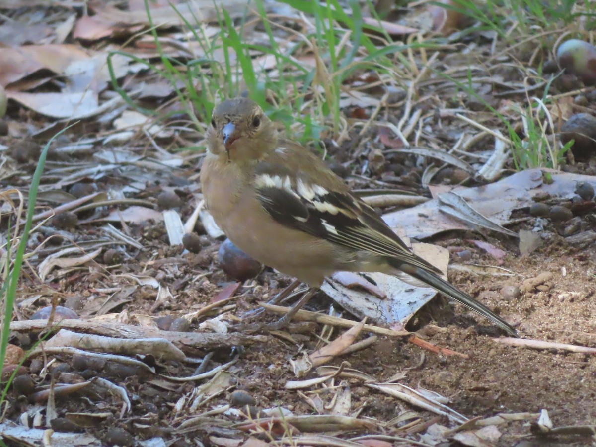 Common Chaffinch - ML490843111