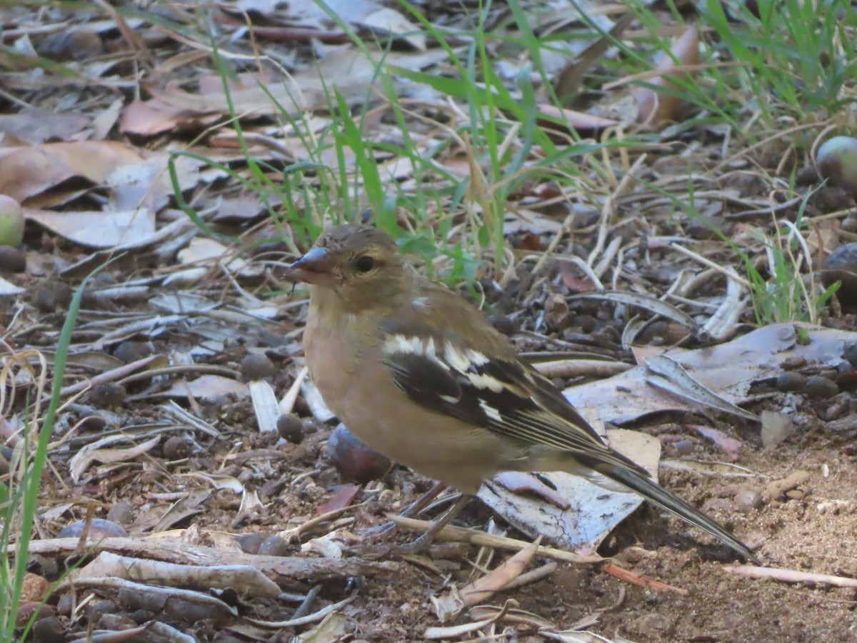 Common Chaffinch - ML490843121