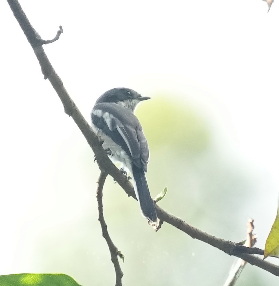 Bar-winged Flycatcher-shrike - ML490843611