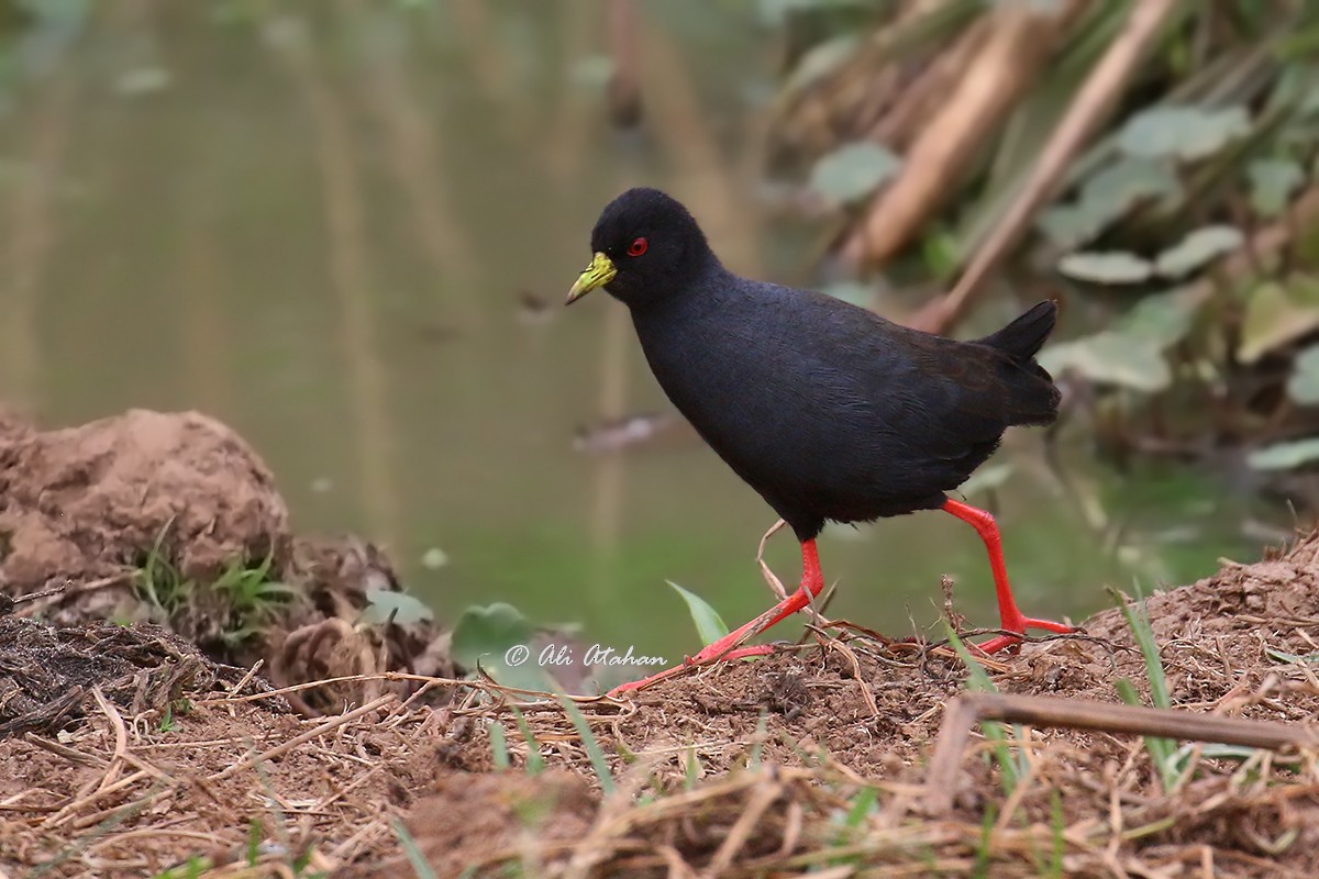 Black Crake - Ali Atahan