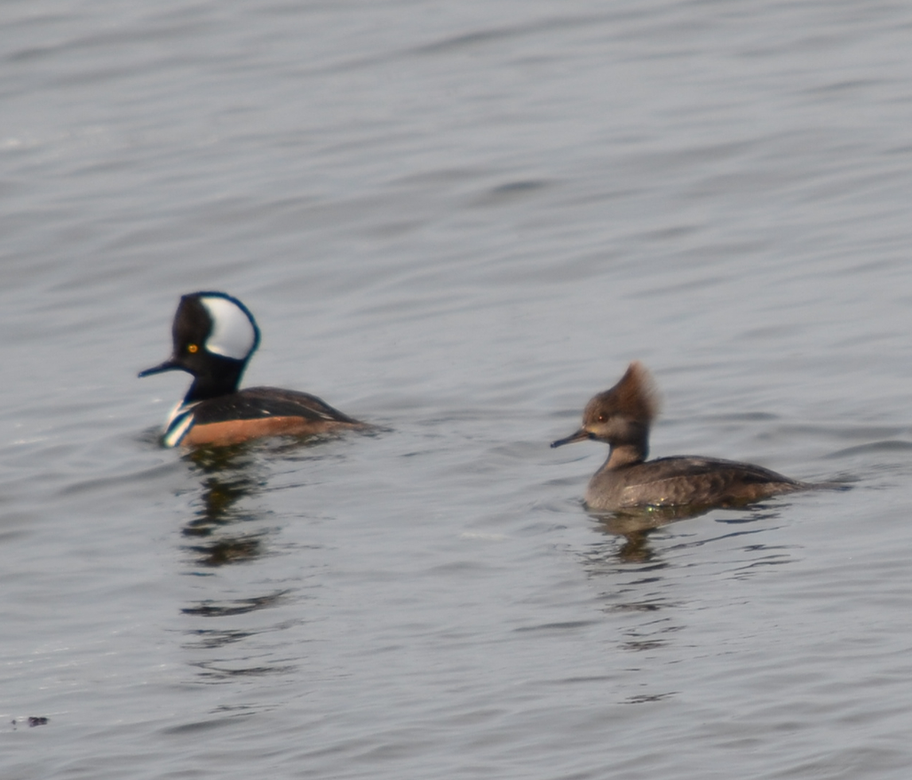 Hooded Merganser - ML49084381