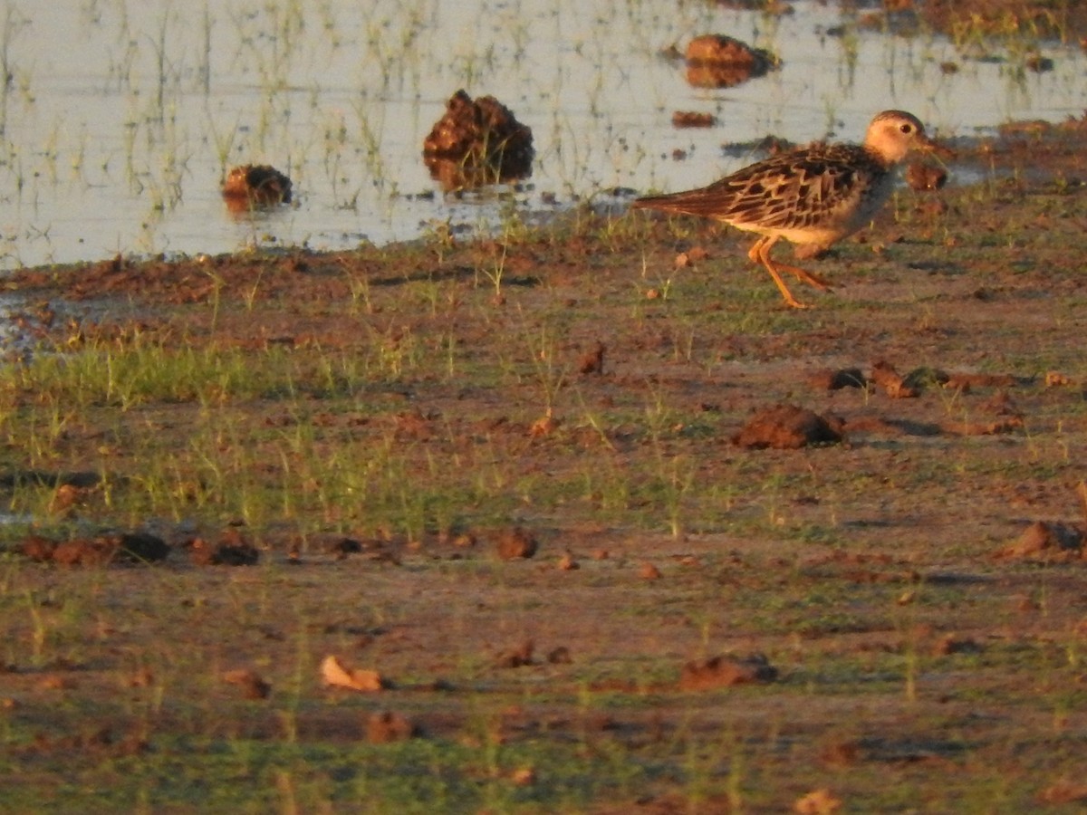 Buff-breasted Sandpiper - Rebeca Robledo Gómez