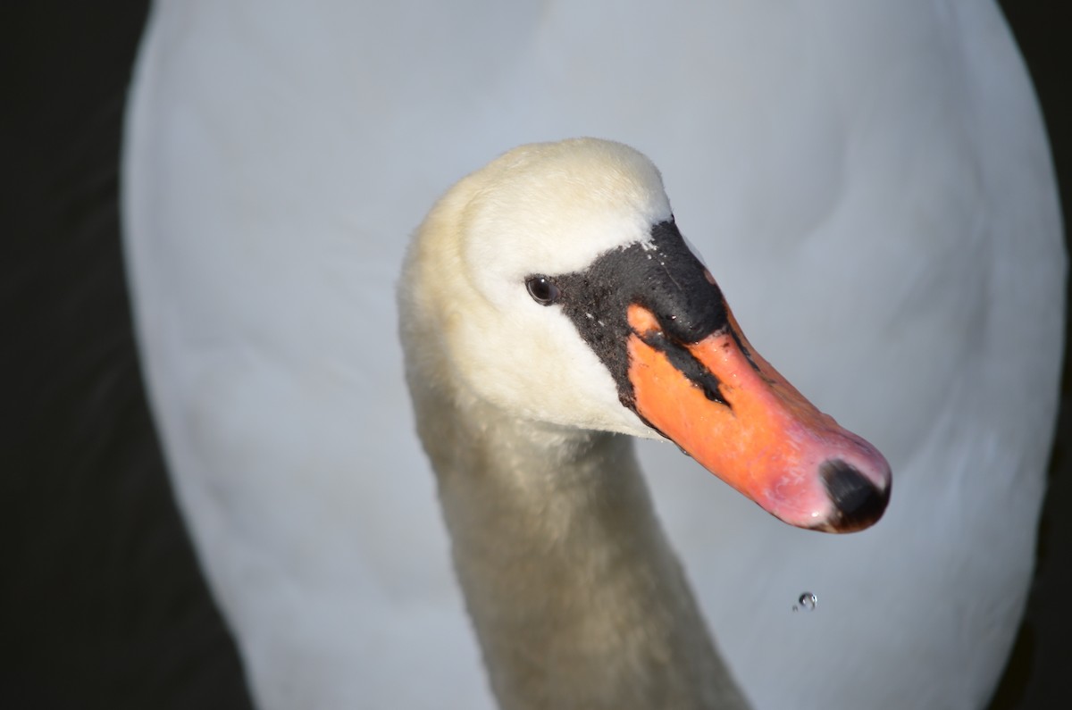Mute Swan - ML49084441