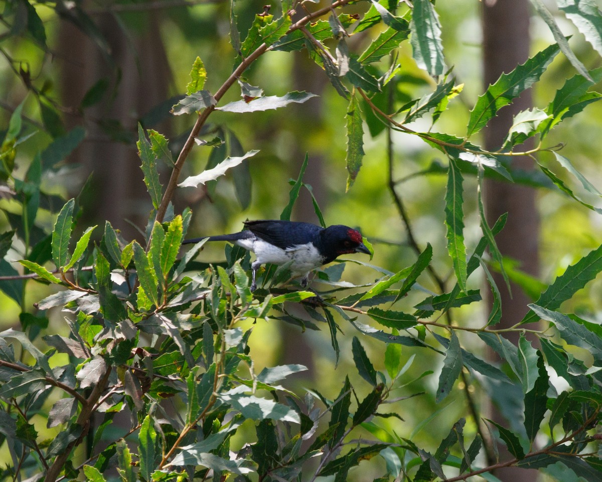 Crimson-fronted Cardinal - Silvia Faustino Linhares