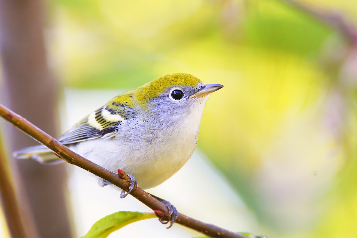 Chestnut-sided Warbler - ML490845731