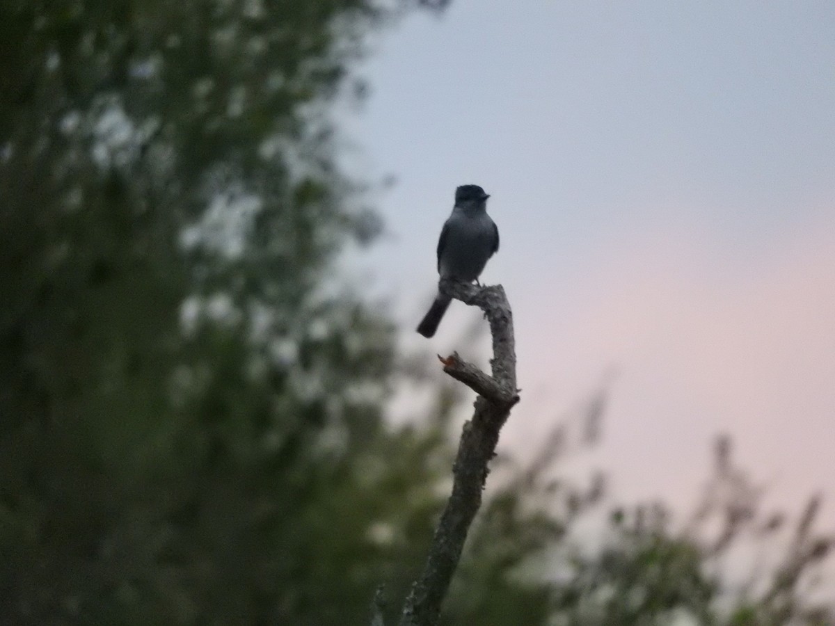 Crowned Slaty Flycatcher - Rebeca Robledo Gómez