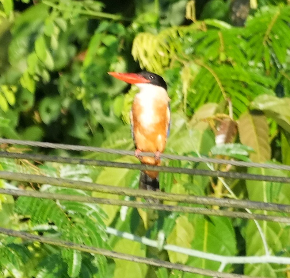 Black-capped Kingfisher - ML490845791