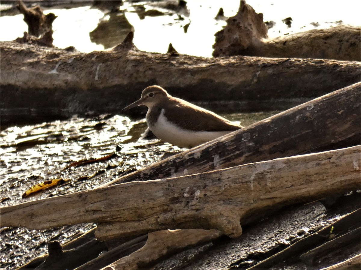 Common Sandpiper - Fernando T Rico