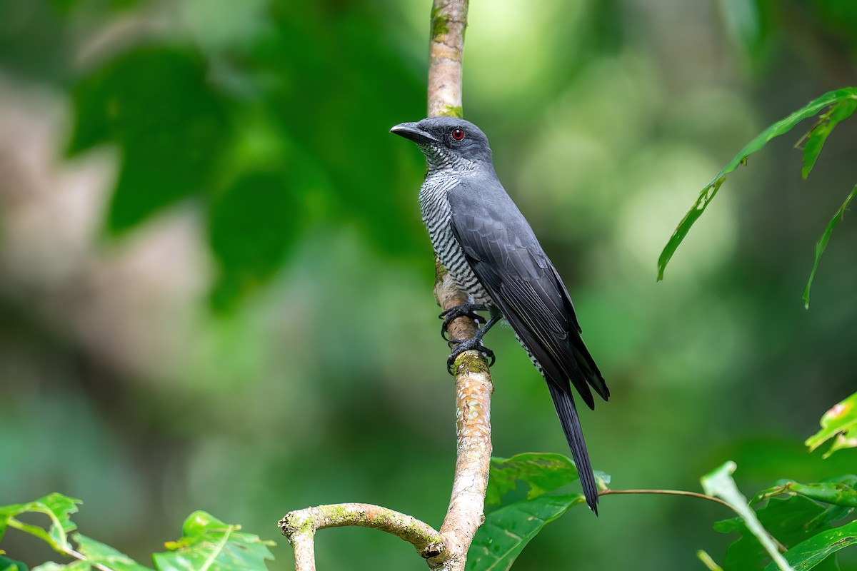 Andaman Cuckooshrike - Saswat Mishra