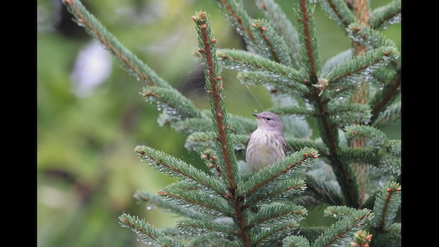 Cape May Warbler - ML490847461