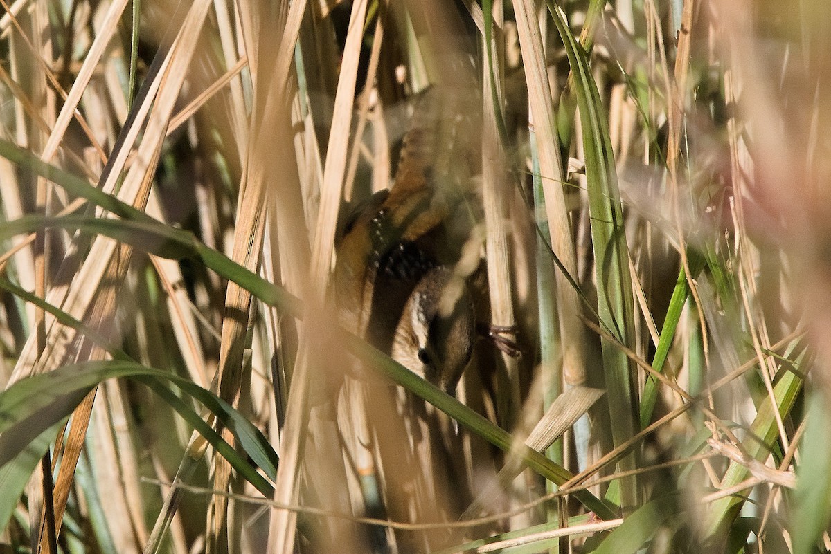 Marsh Wren - ML490847871