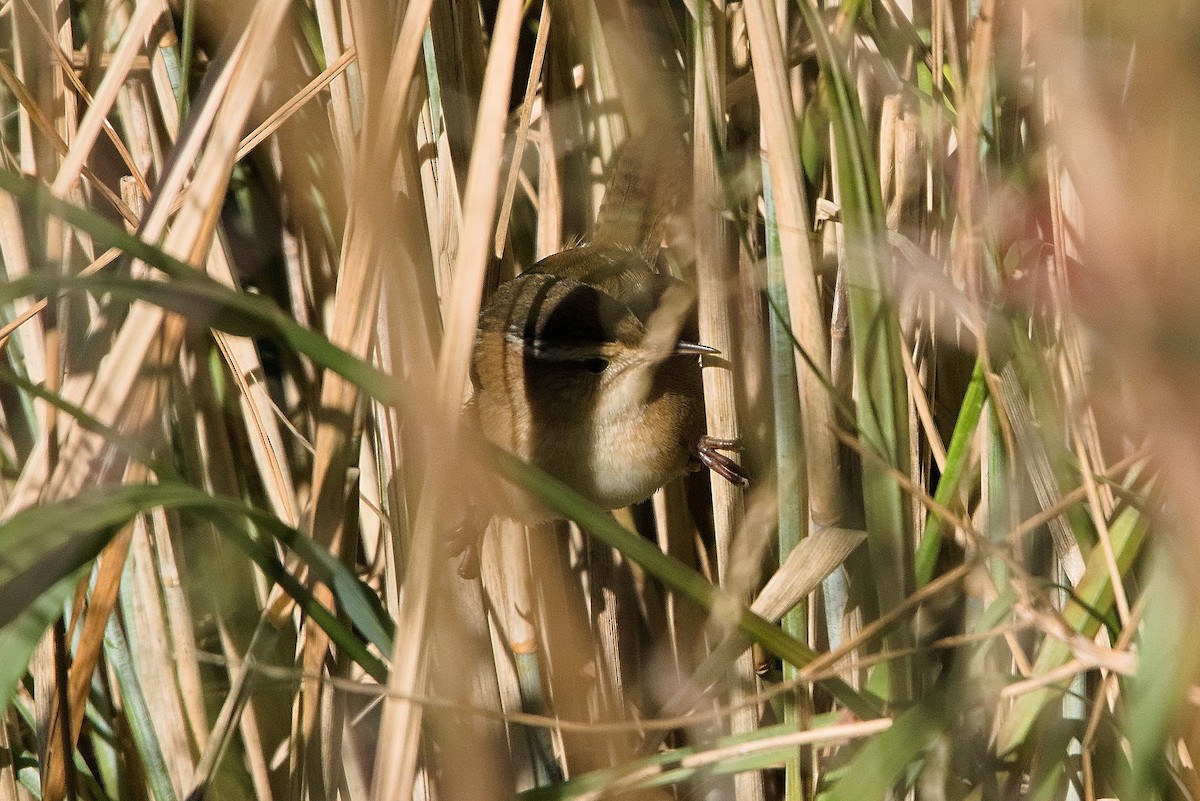 Marsh Wren - ML490847881