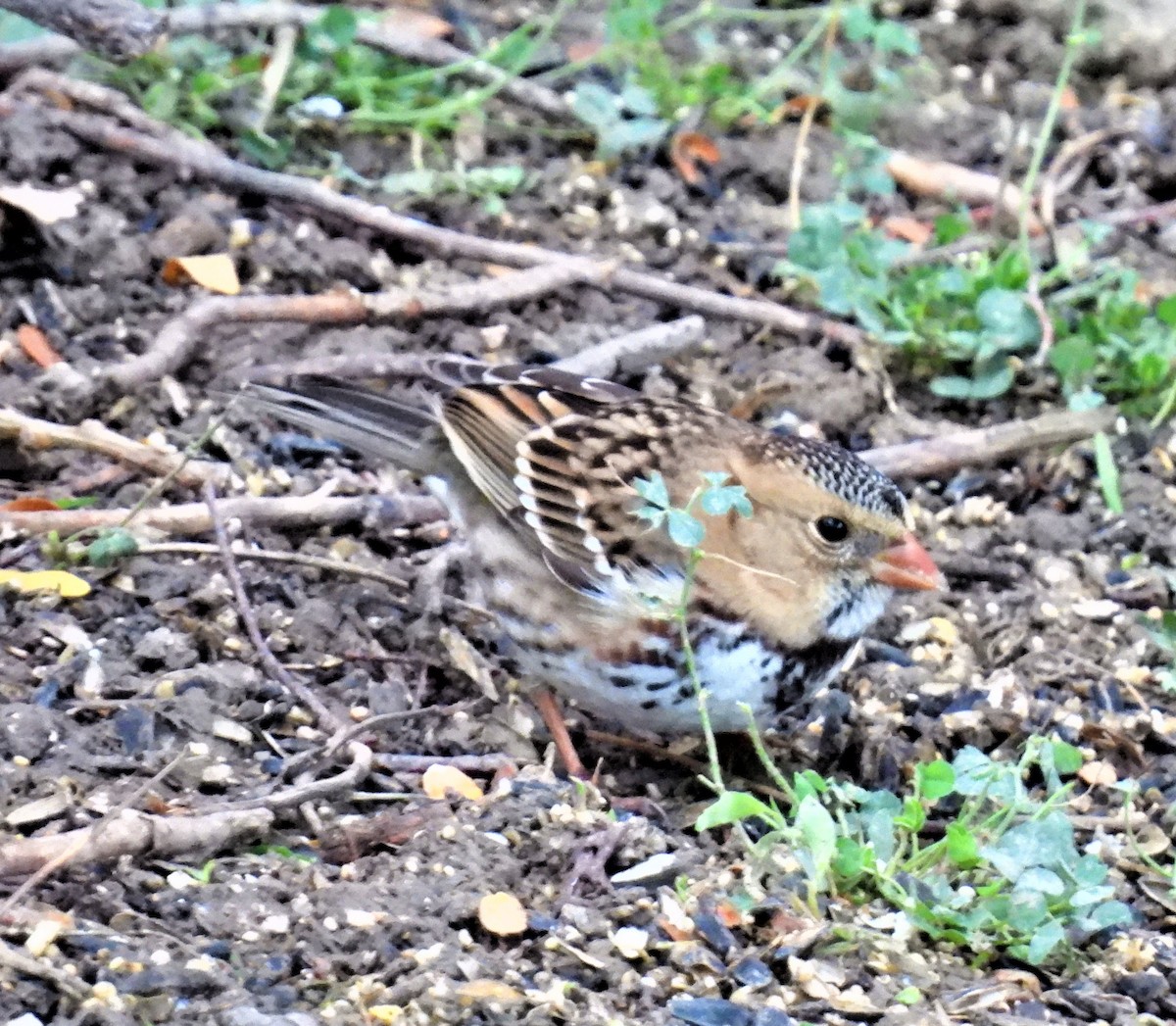 Harris's Sparrow - ML490849591