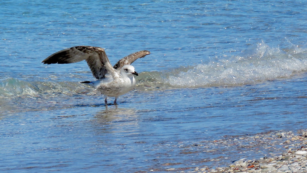 Gaviota Patiamarilla - ML490849711