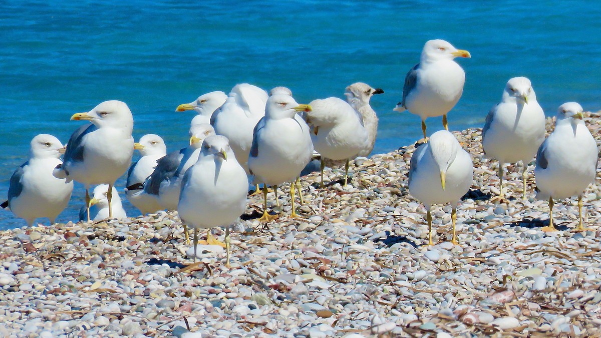 Gaviota Patiamarilla - ML490849761