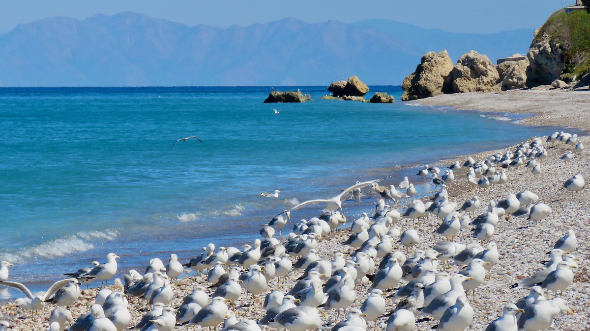 Gaviota Patiamarilla - ML490849791