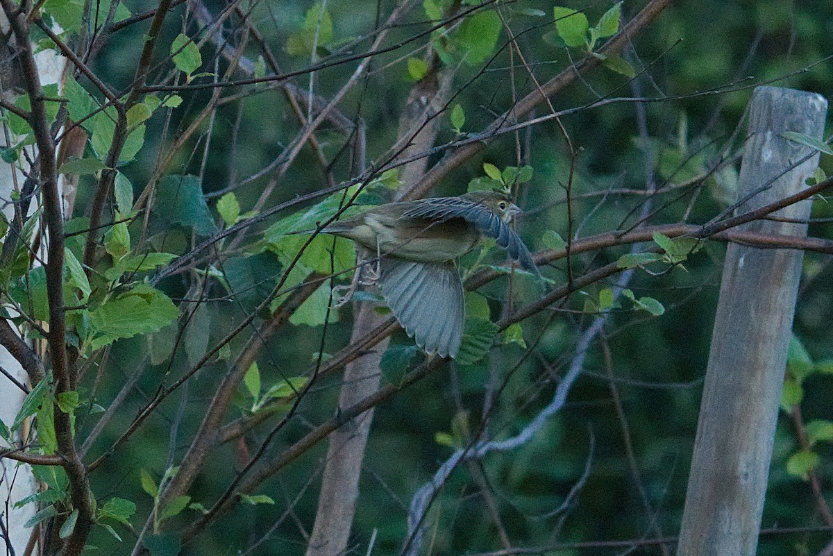Dickcissel - ML490849871