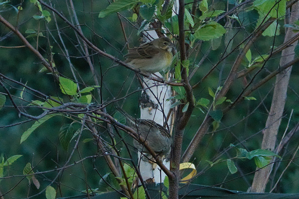 Dickcissel - ML490849881