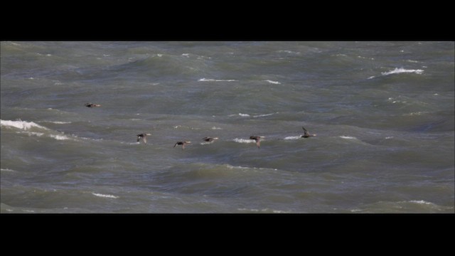 American Black Duck - ML490850121