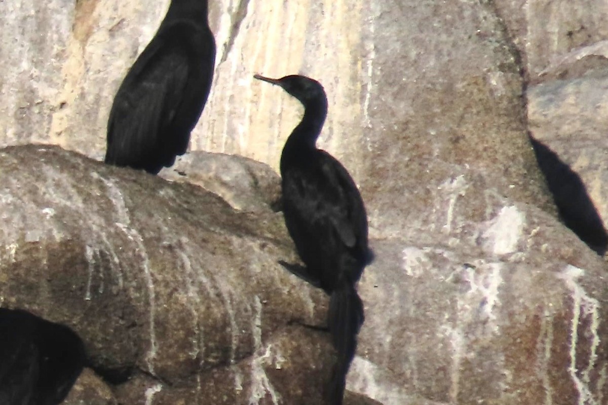 Cormorán Pelágico - ML490850681