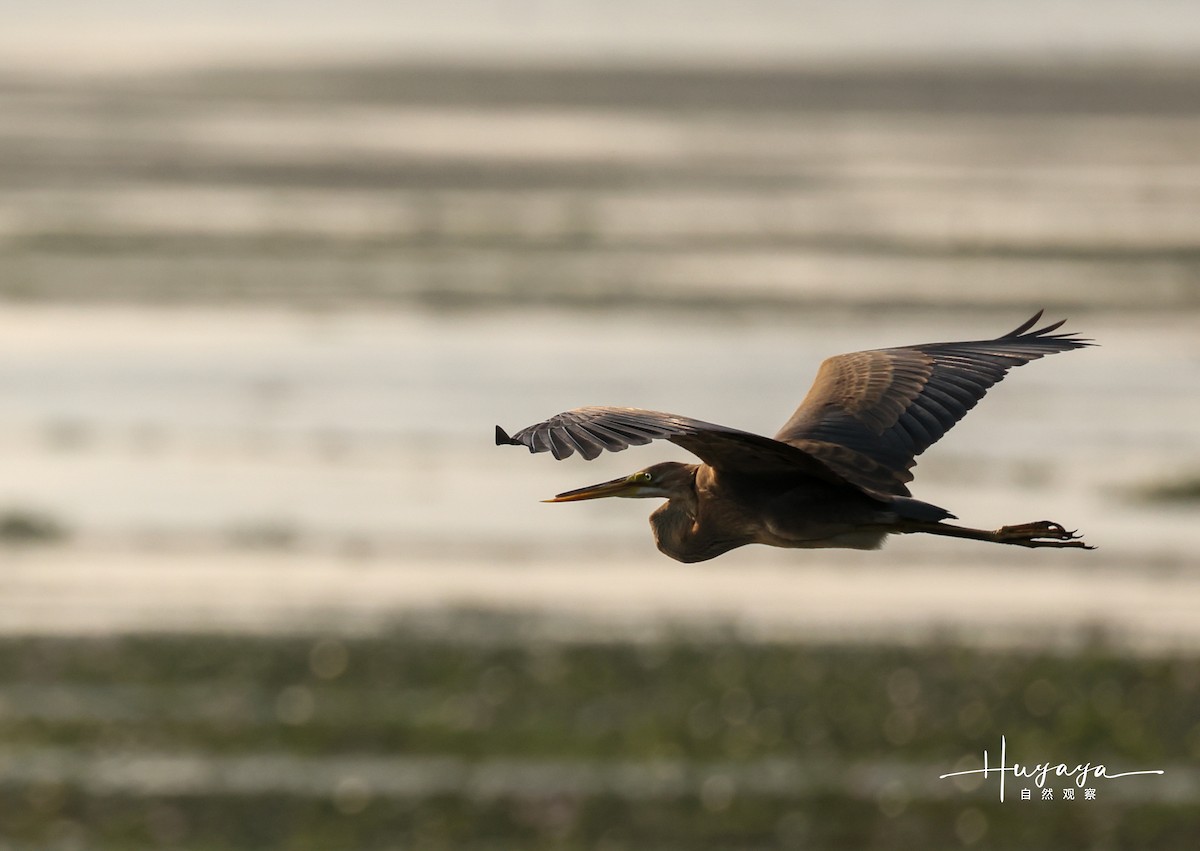 Purple Heron - ML490851171