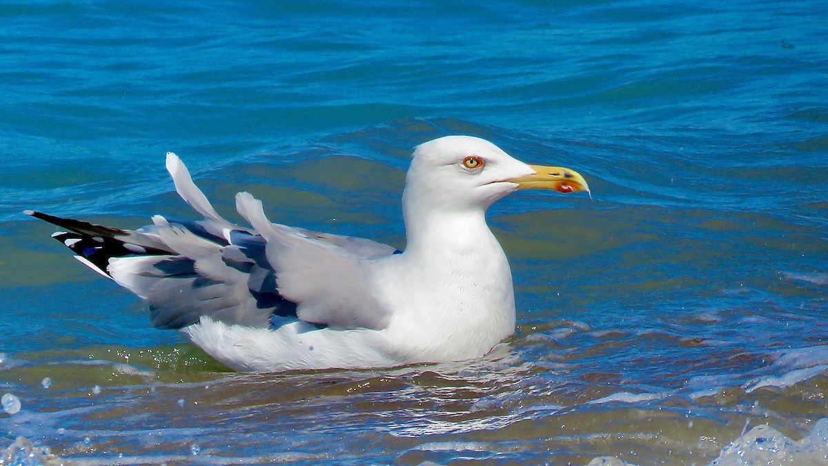 Gaviota Patiamarilla - ML490851801