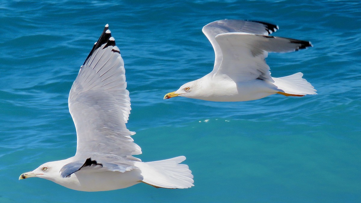 Yellow-legged Gull - ML490851831