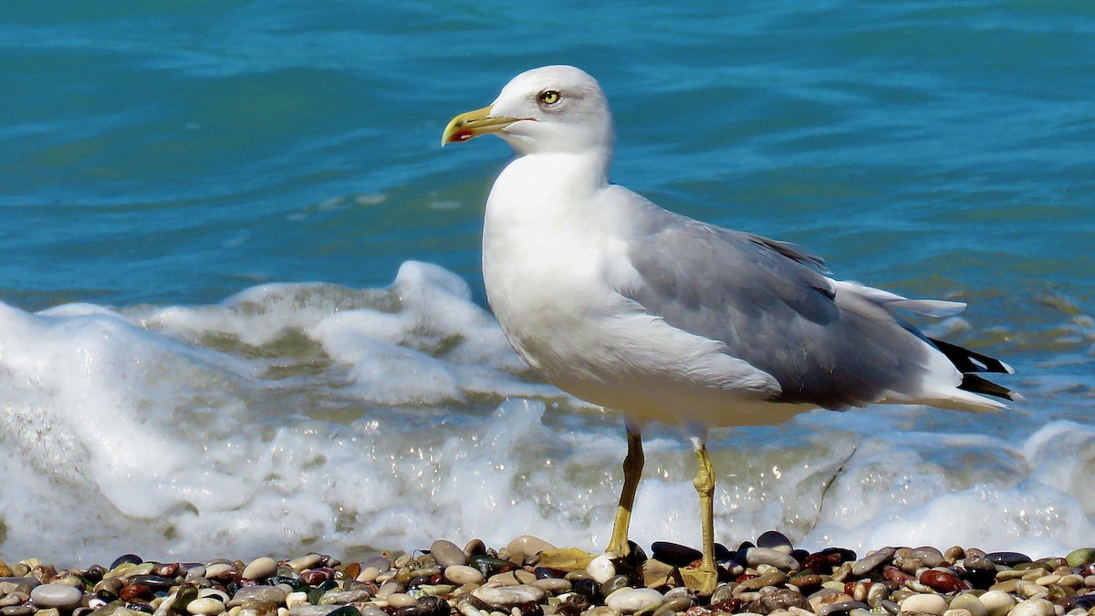 Gaviota Patiamarilla - ML490851841