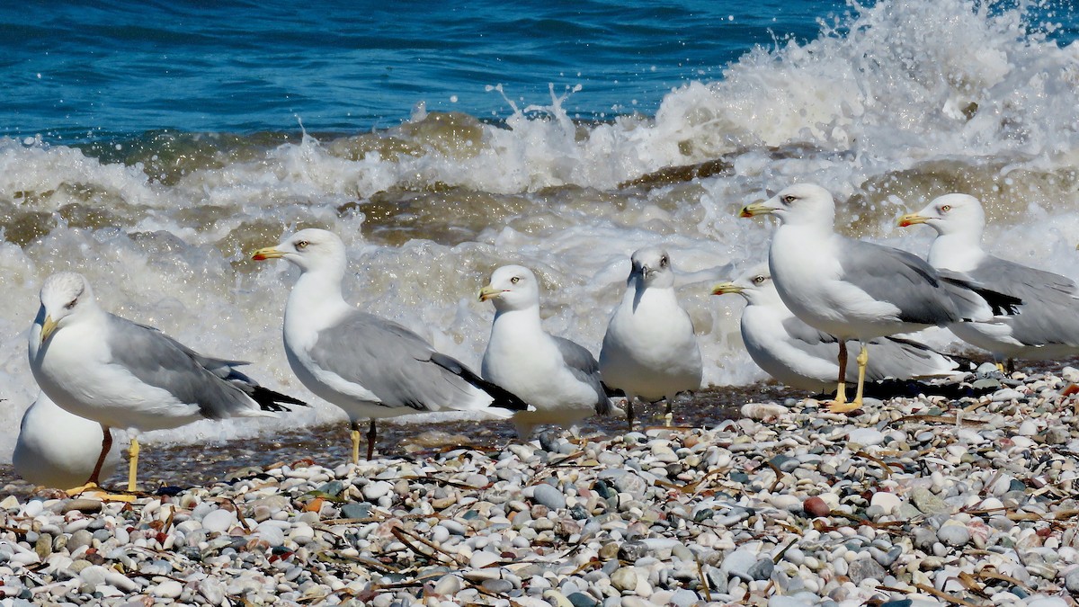 Gaviota Patiamarilla - ML490852041