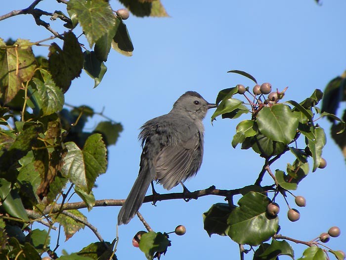 Pájaro Gato Gris - ML490852281