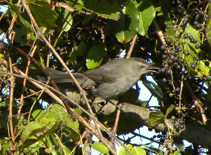 Pájaro Gato Gris - ML490852291