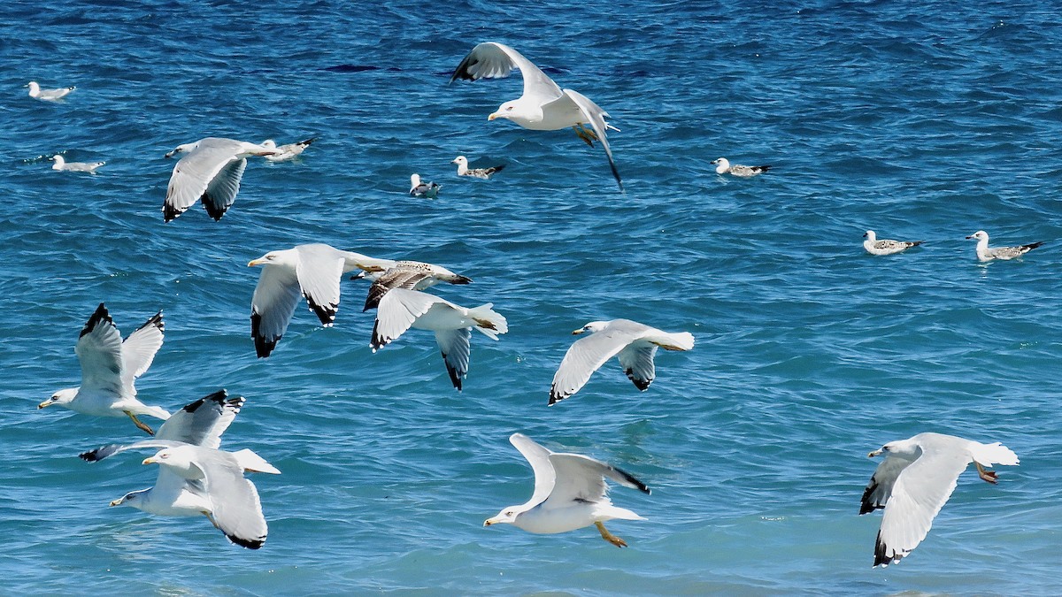 Gaviota Patiamarilla - ML490852361