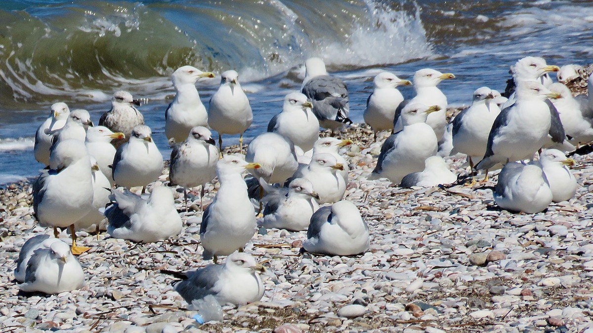 Yellow-legged Gull - ML490852881