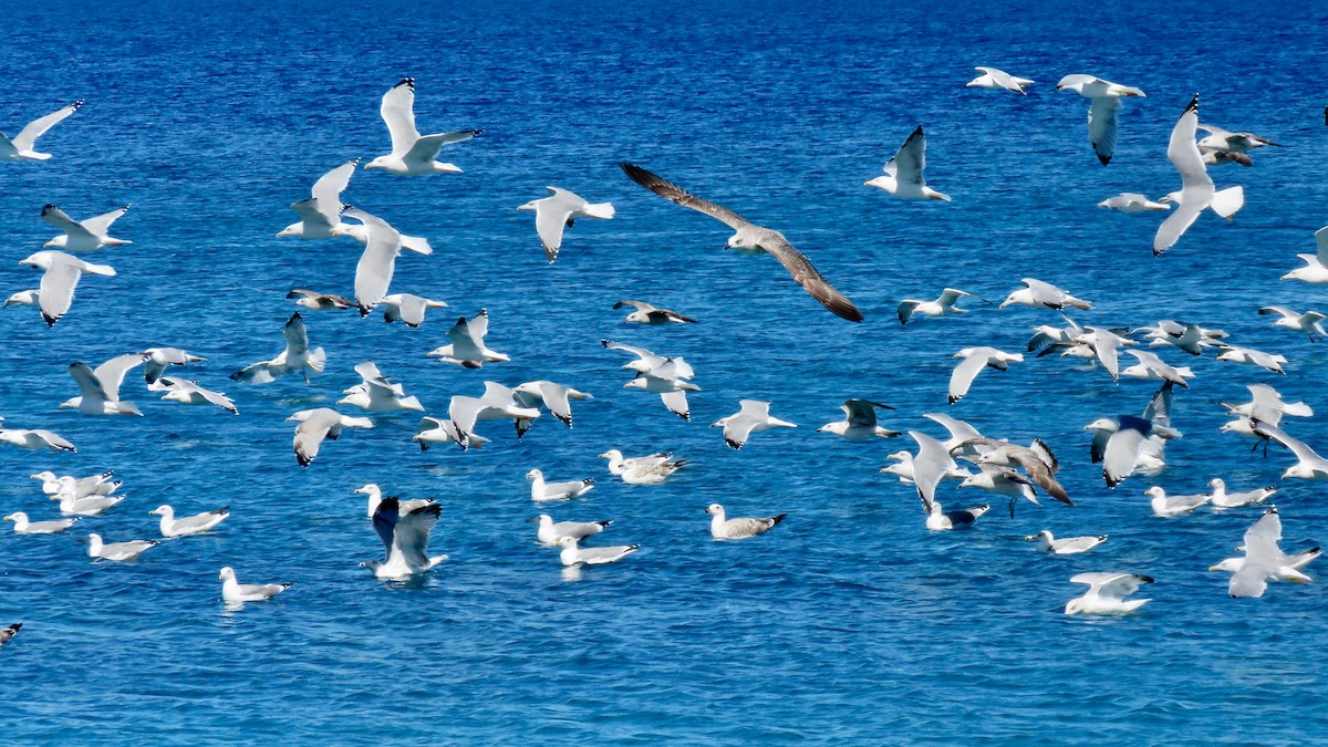 Yellow-legged Gull - Noah Isakov