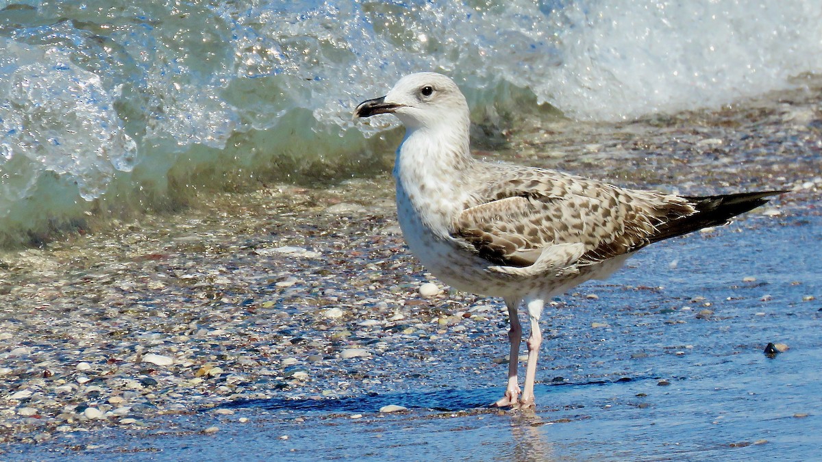 Yellow-legged Gull - ML490853451