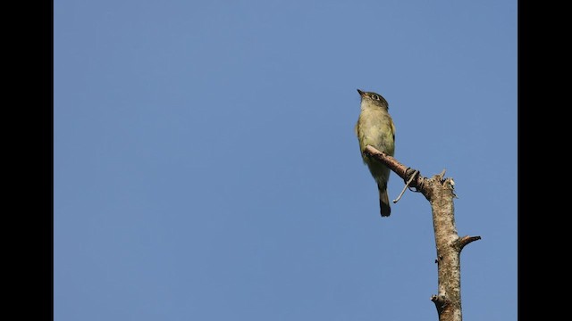 Least Flycatcher - ML490853491