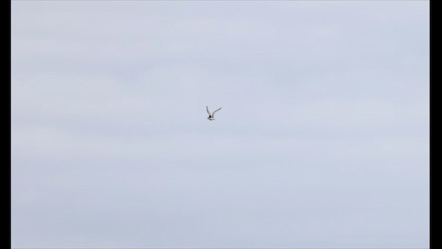 Black-bellied Plover - ML490855351