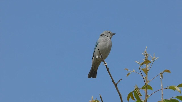 Sayaca Tanager - ML490855981