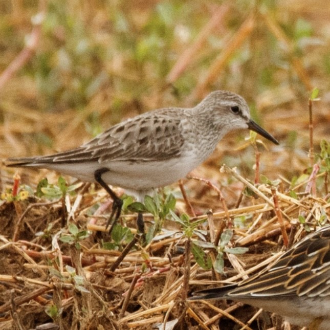 White-rumped Sandpiper - ML490857001