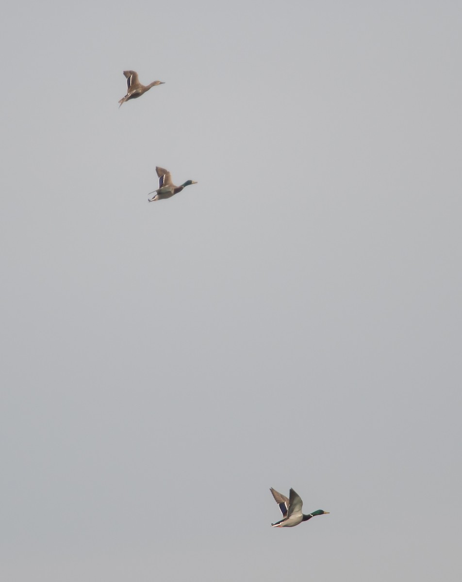 Mallard - ML49085731