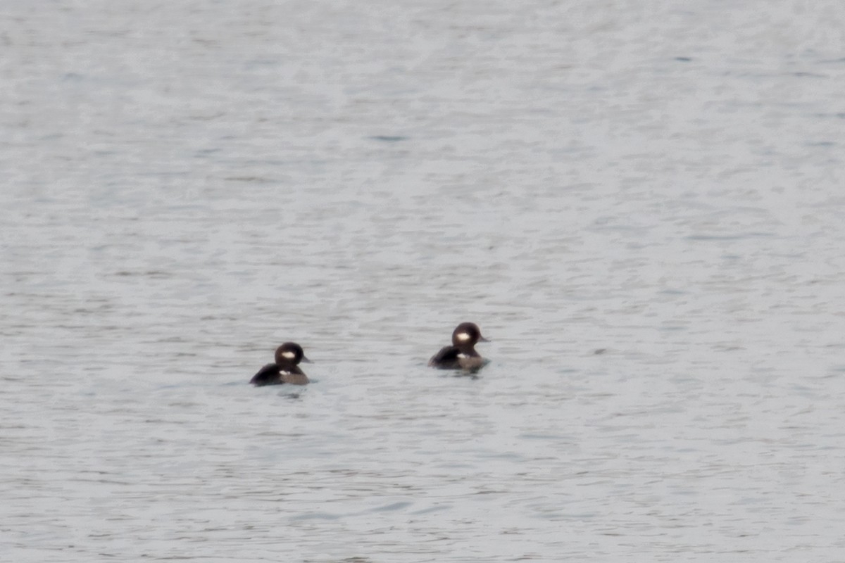 Bufflehead - ML49085761
