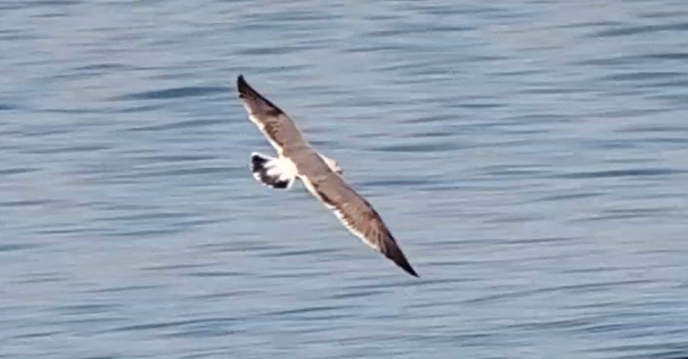 Yellow-footed Gull - ML490858041