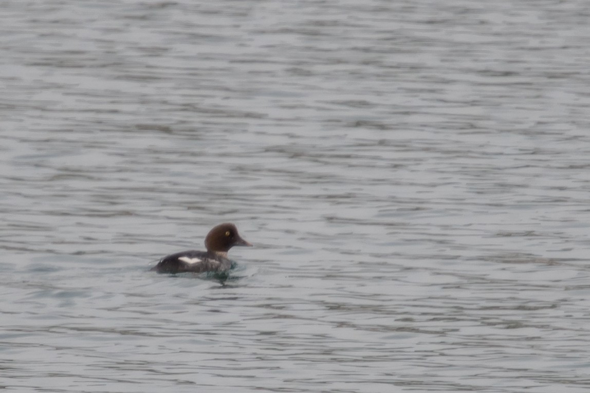 Common Goldeneye - ML49085821