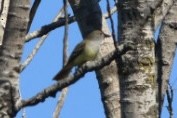 Great Crested Flycatcher - ML490858351