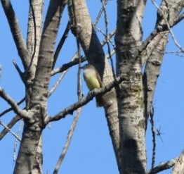 Great Crested Flycatcher - ML490858371
