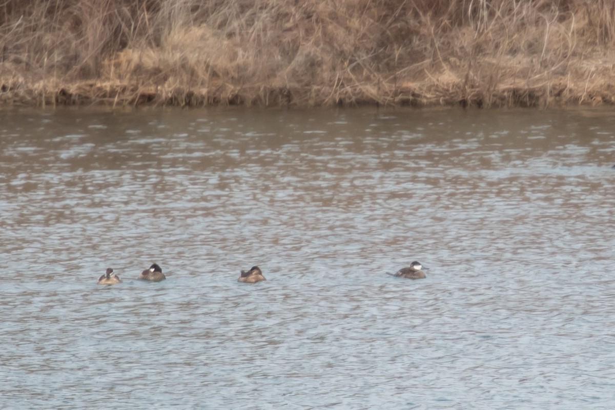 Ruddy Duck - ML49085841