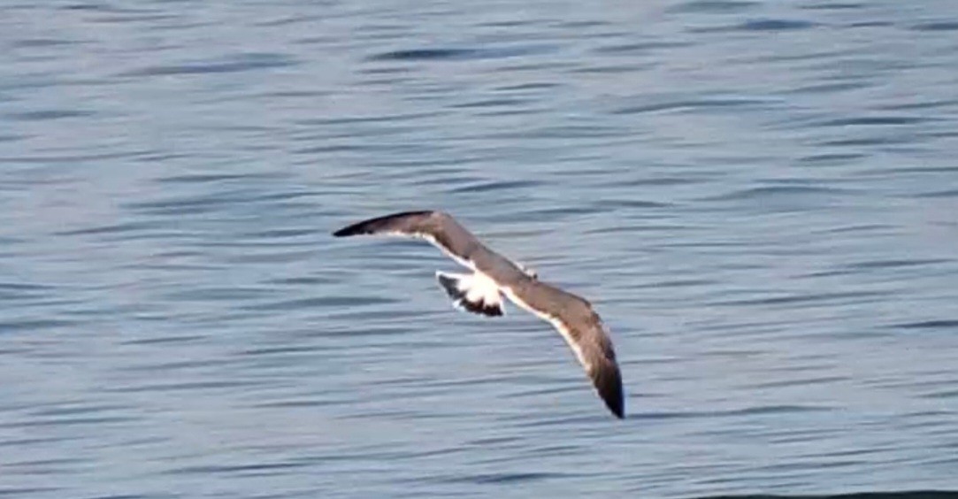 Yellow-footed Gull - ML490858571