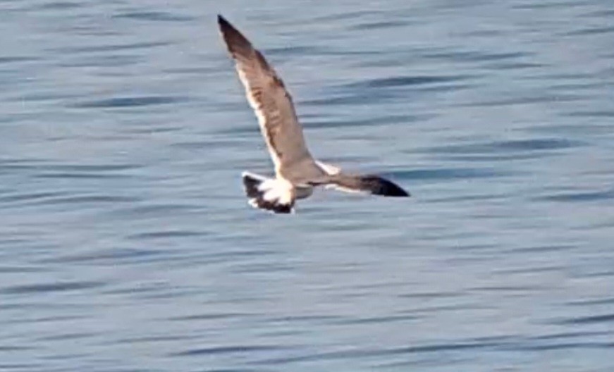 Yellow-footed Gull - ML490858581