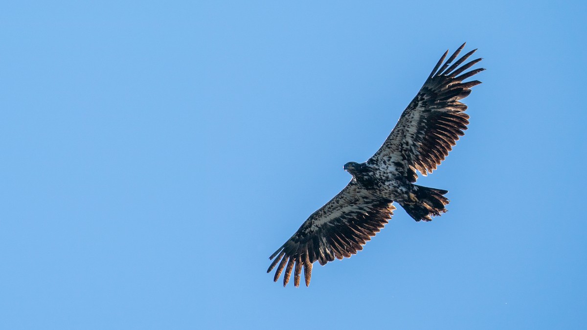 Bald Eagle - ML490859311