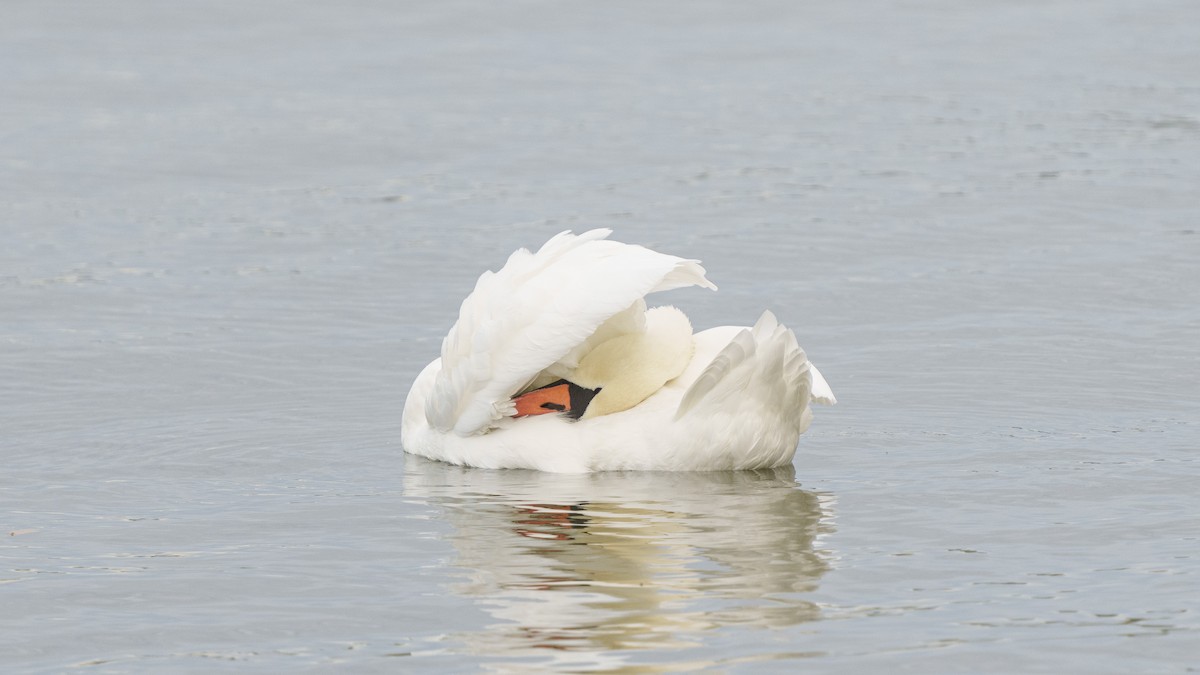 Höckerschwan - ML490859721